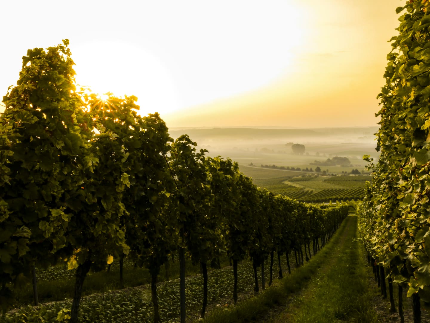 Vineyard rows converging toward the horizon from above