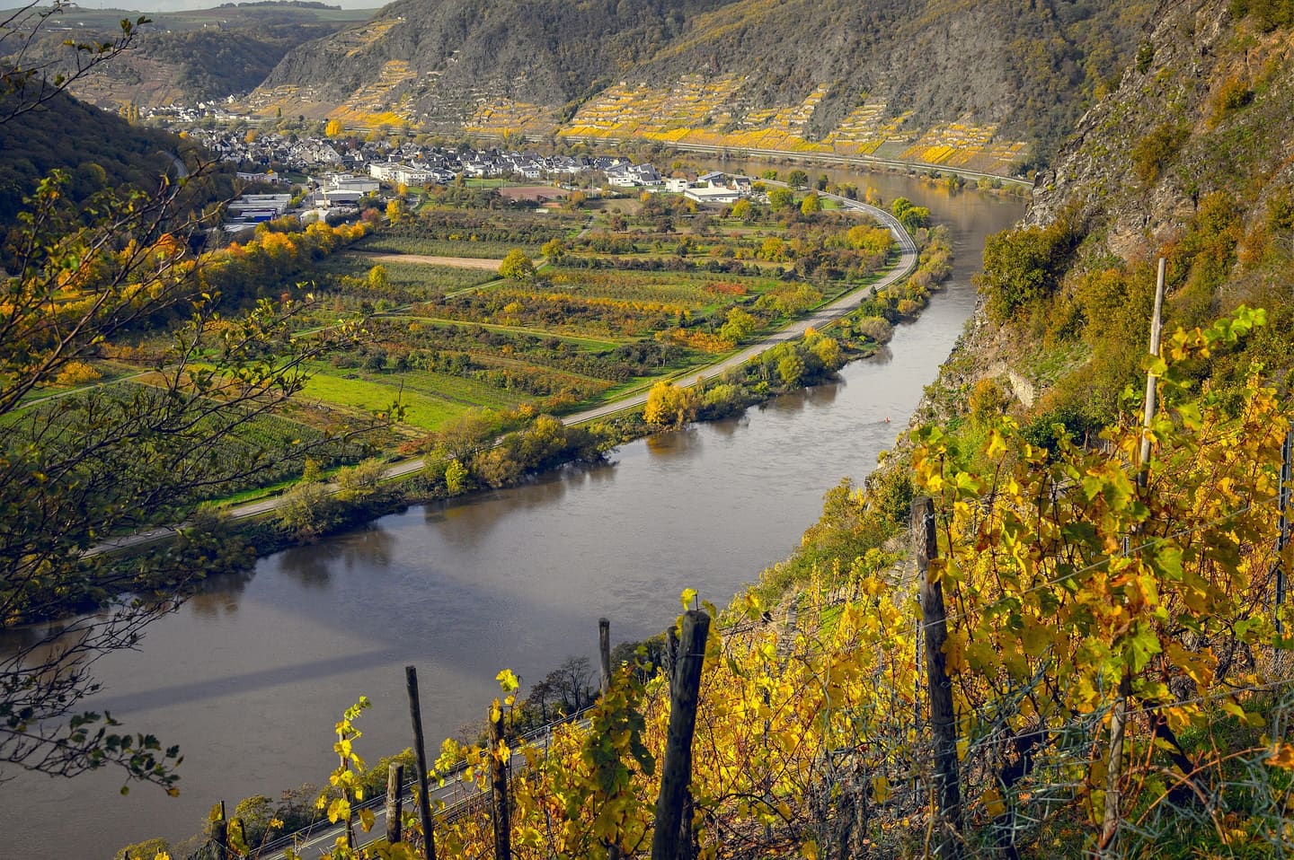 A winemaker checking fruit on the vine above a hillside vineyard