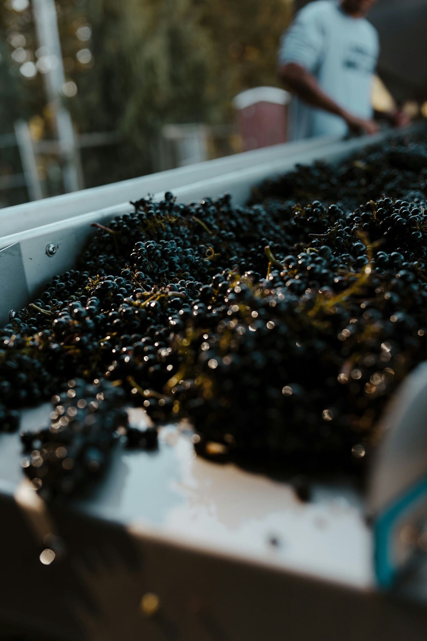 Grape clusters tipping onto a stainless sorting table at the crush pad